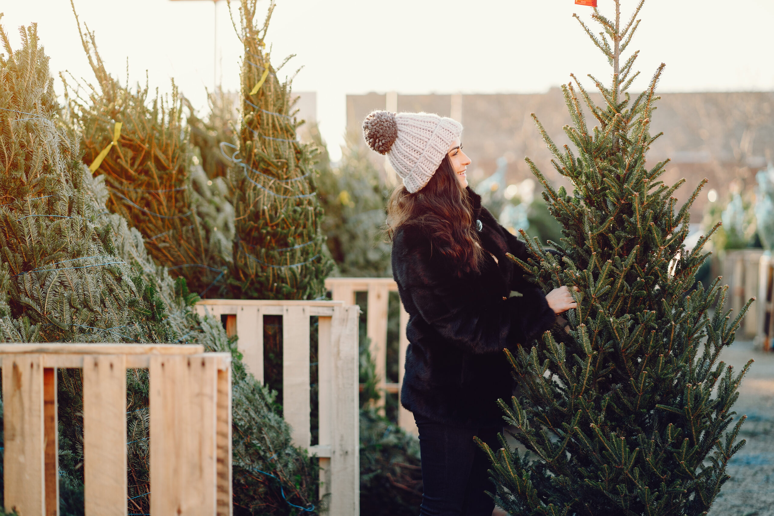 Get into the holiday spirit with fresh, high-quality Christmas trees from ABC Tree Farms. Visit our locations across the Bay Area and Southern California for the perfect tree!
